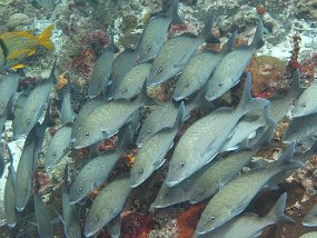 Cozumel2009 (78)