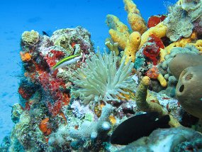 Cozumel2009 (8)