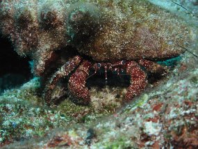 Cozumel2009 (83)