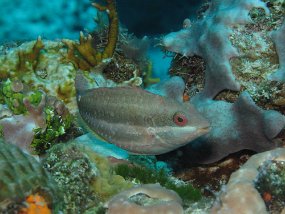 Cozumel2009 (85)