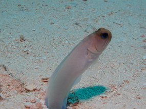 Cozumel2009 (9)
