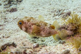Cozumel 2016-101