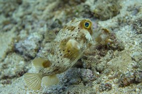 Cozumel 2016-103