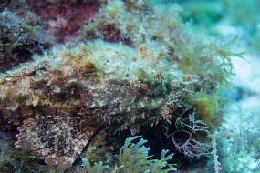 Cozumel 2016-107