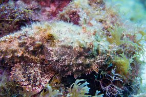 Cozumel 2016-110