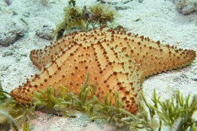 Cozumel 2016-124
