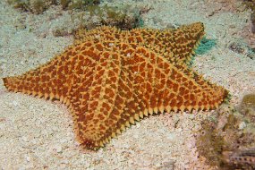 Cozumel 2016-129