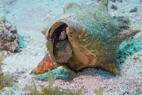 Cozumel 2016-132