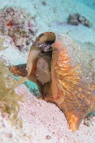 Cozumel 2016-136