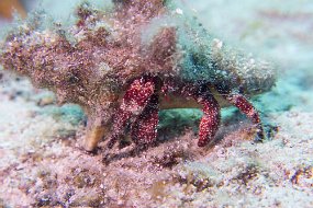Cozumel 2016-142