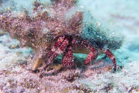 Cozumel 2016-143