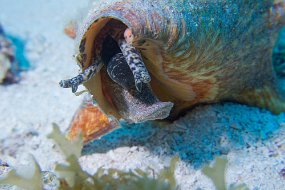 Cozumel 2016-148