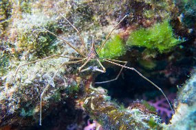 Cozumel 2016-151