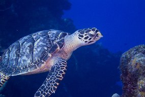 Cozumel 2016-157