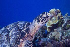 Cozumel 2016-160