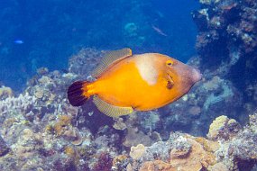 Cozumel 2016-162