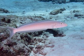 Cozumel 2016-167