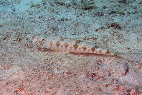 Cozumel 2016-174
