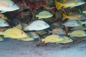Cozumel 2016-180