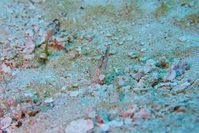 Cozumel 2016-184