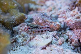 Cozumel 2016-198