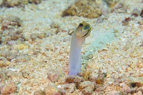 Cozumel 2016-212