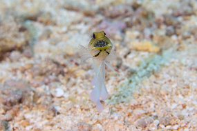 Cozumel 2016-218