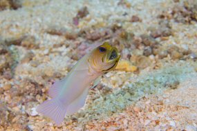 Cozumel 2016-232