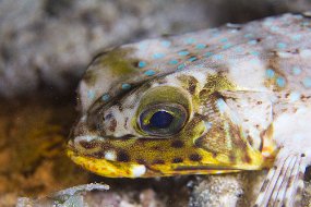 Cozumel 2016-245