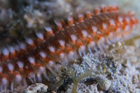Cozumel 2016-255