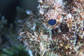 Cozumel 2016-262