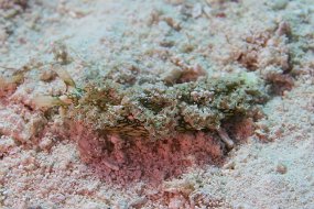 Cozumel 2016-268