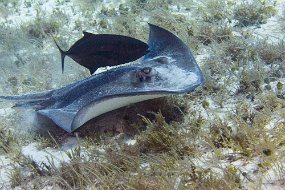 Cozumel 2016-271