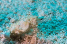 Cozumel 2016-280