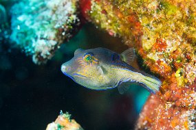 Cozumel 2016-281
