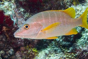 Cozumel 2016-282
