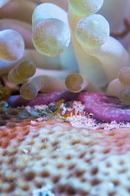 Cozumel 2016-286