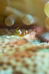 Cozumel 2016-291