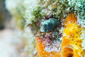 Cozumel 2016-292