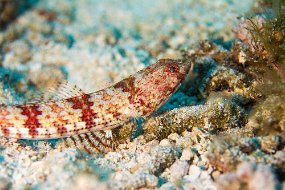 Cozumel 2016-311