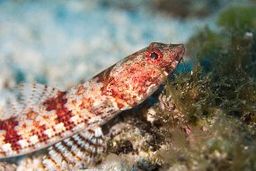 Cozumel 2016-314