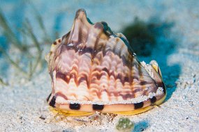 Cozumel 2016-320