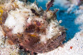 Cozumel 2016-324