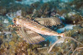 Cozumel 2016-332