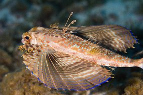 Cozumel 2016-335