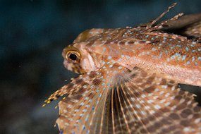 Cozumel 2016-338