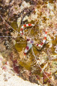 Cozumel 2016-356