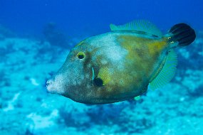 Cozumel 2016-37