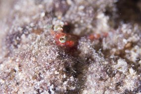 Cozumel 2016-376