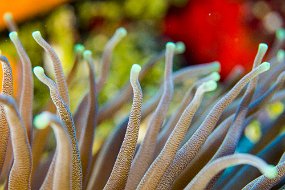 Cozumel 2016-377